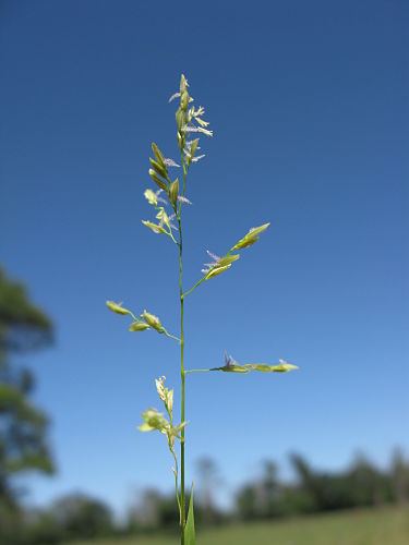 Leersia hexandra